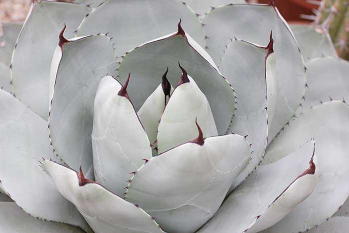 Botanical Gardens in Berkeley - Sightseeing