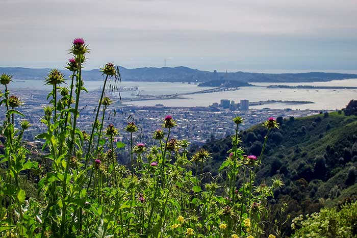 View of the San Francisco Bay from Tilden Park - Sightseeing